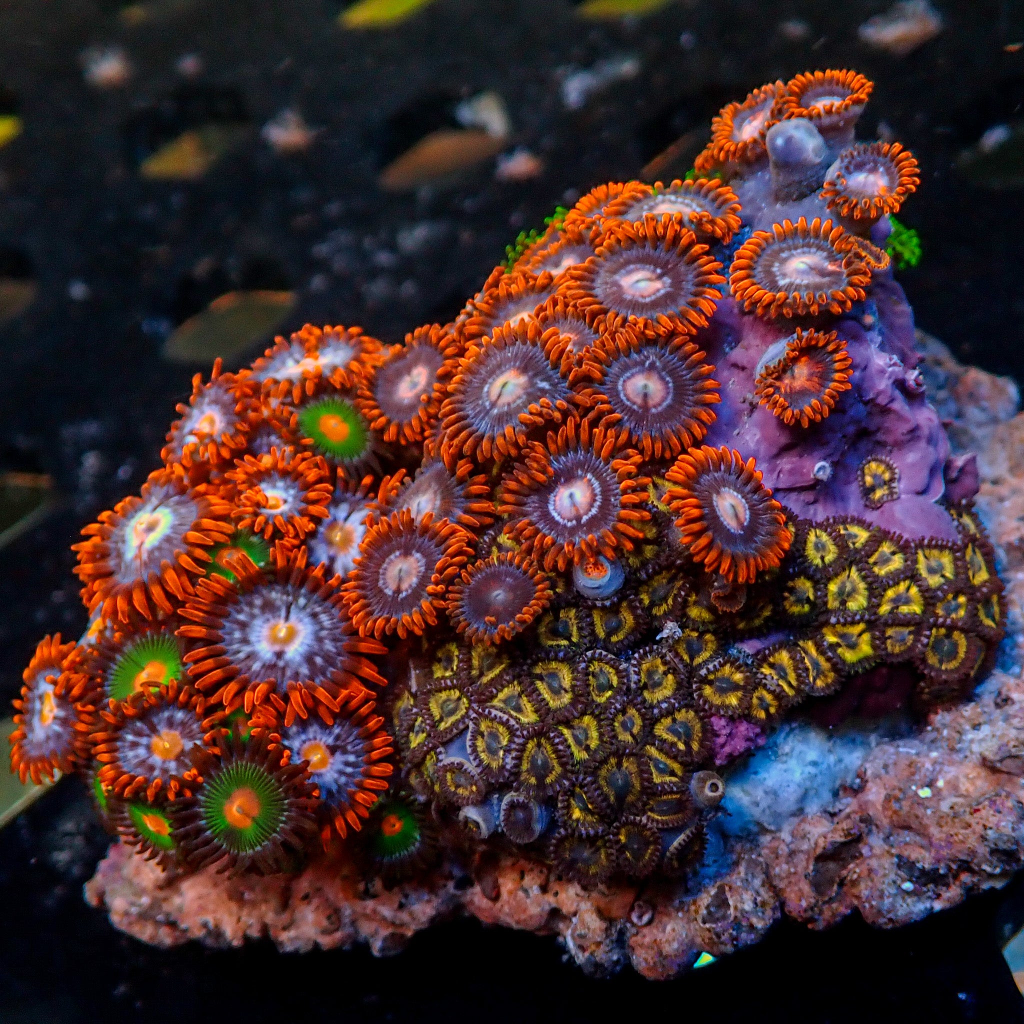 WYSIWYG Ultra Rainbow Zoa Combo Colony (85+ polyps) | Corals Anonymous