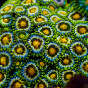 Lemon Twang Zoa (10-15 Polyps colony)