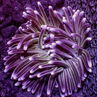 Metallic Purple Zebra Long Tentacle Anemone (3-6”)