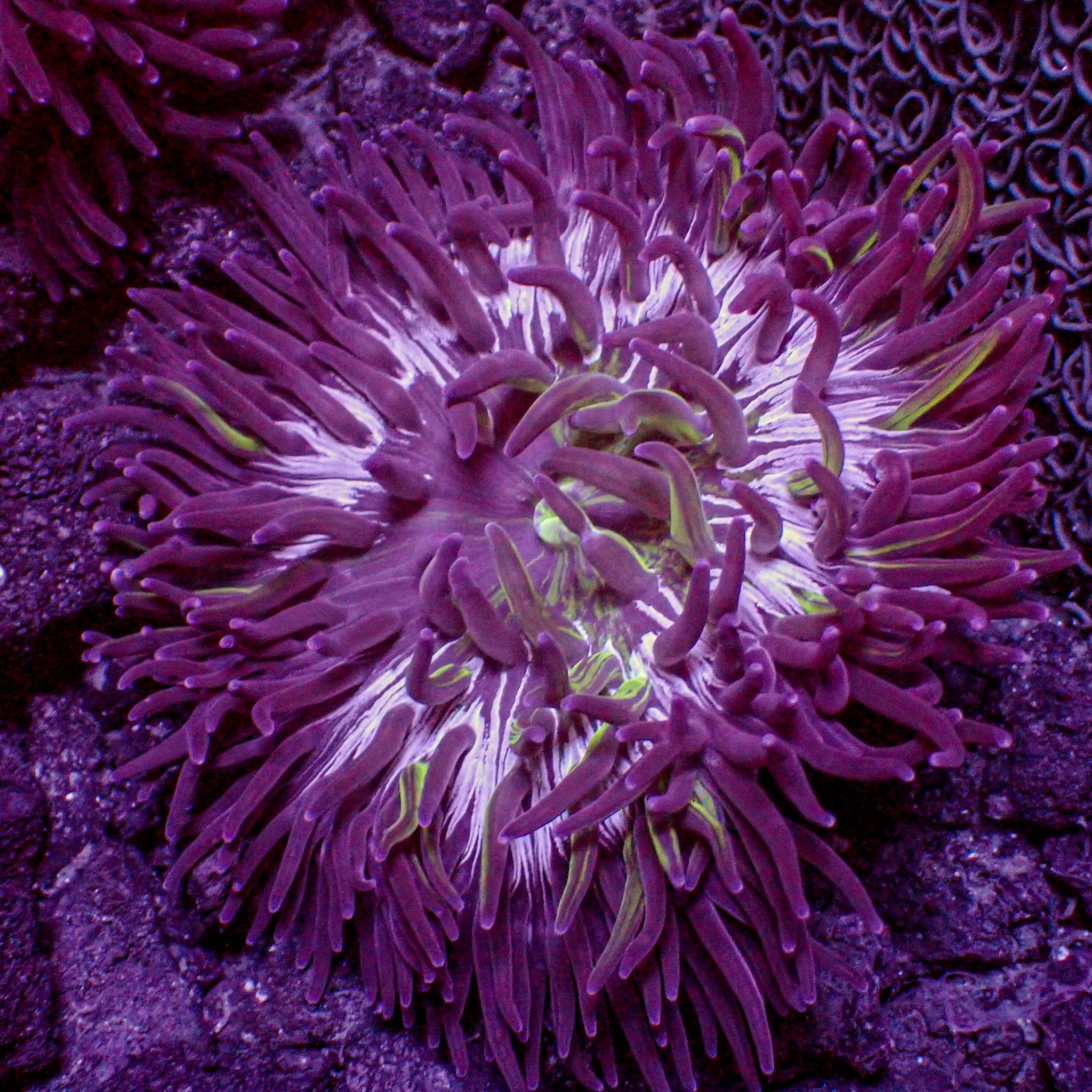 Toxic Purple Splatter Long Tentacle Anemone (3-6”) | Corals Anonymous