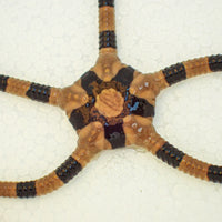 Zebra Brittle Star
