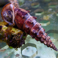Giant Spiral Snail (Algae Eater, 2-3") - Corals Anonymous
