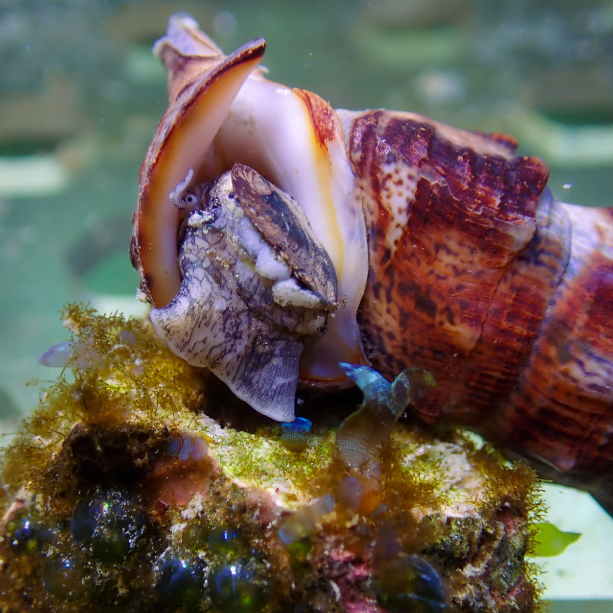 Giant Spiral Snail (Algae Eater, 2-3") - Corals Anonymous