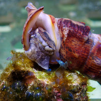 Giant Spiral Snail (Algae Eater, 2-3") - Corals Anonymous
