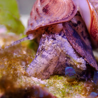Giant Spiral Snail (Algae Eater, 2-3") - Corals Anonymous
