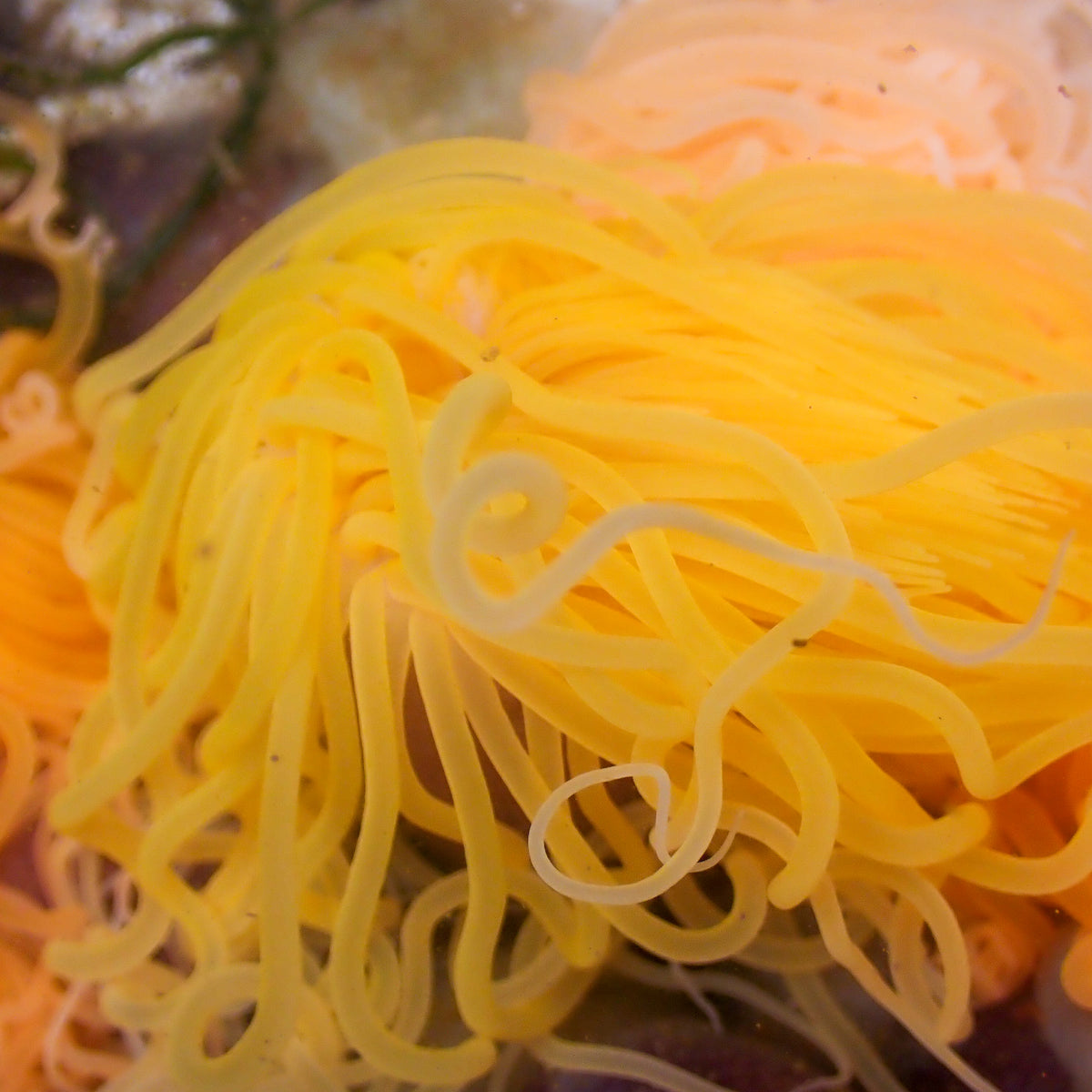 Ultra Orange Tube Anemone (3-5”) - Corals Anonymous