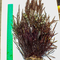 WYSIWYG Behemoth Burning Red Bush Macroalgae Colony (11-12+)
