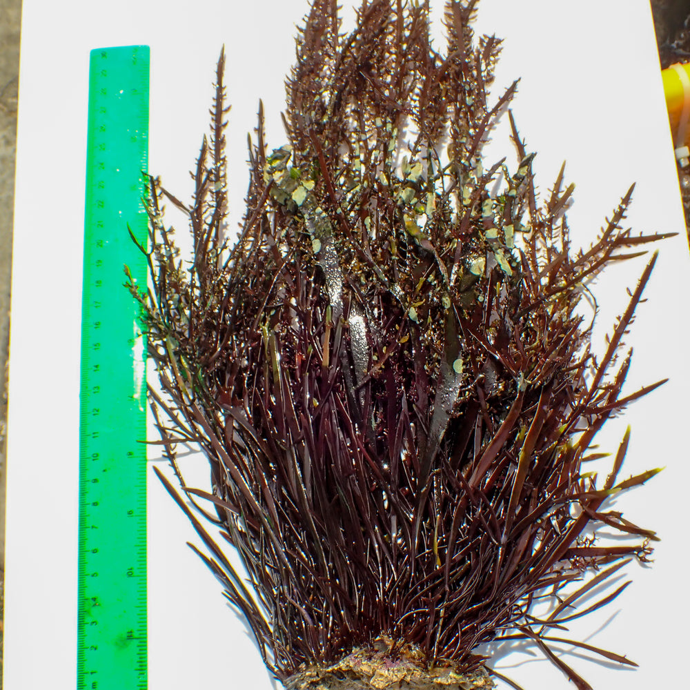 WYSIWYG Behemoth Burning Red Bush Macroalgae Colony (11-12+)