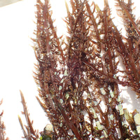 WYSIWYG Behemoth Burning Red Bush Macroalgae Colony (11-12+)
