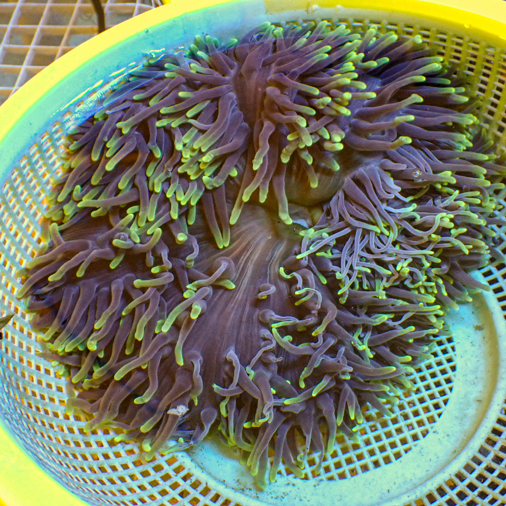 WYSIWYG Large Ultra Highlighter Mystic Ritteri Anemone (5-6”)