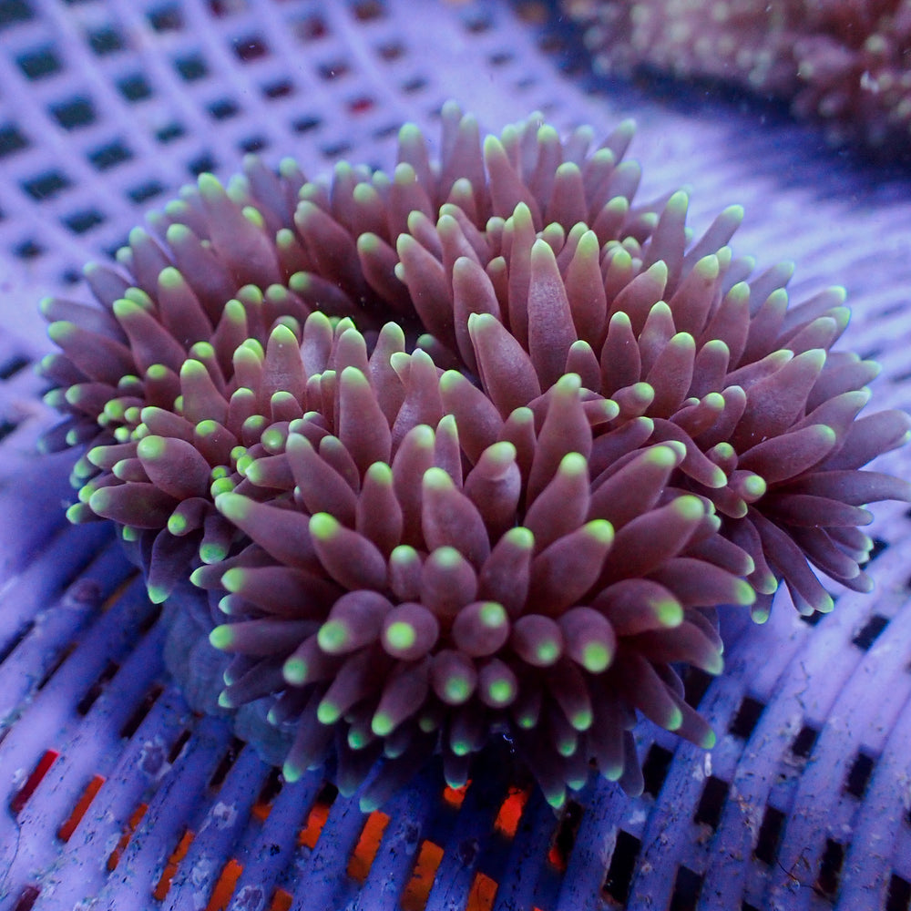 Green Tip Purple Bubble Tip Anemone