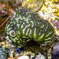 WYSIWYG Reef Moss Sea Squirt (2-3")