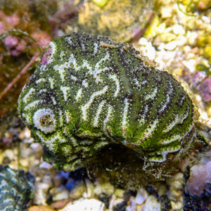 WYSIWYG Reef Moss Sea Squirt (2-3")