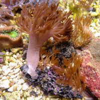 WYSIWYG CA Ruby Red Pulsing Xenia w/ Baby Xenia Polyps