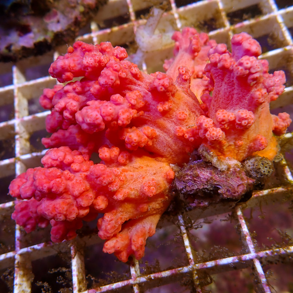 WYSIWYG Large Strawberry Carnation Tree Soft Coral Colony (3-4