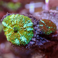 WYSIWYG Crimson Stardust Discosoma Mushroom Combo (2 Polyps)