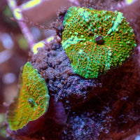 WYSIWYG Crimson Stardust Discosoma Mushroom Combo (2 Polyps)
