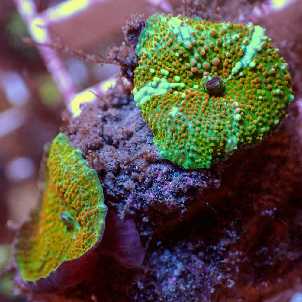 WYSIWYG Crimson Stardust Discosoma Mushroom Combo (2 Polyps)