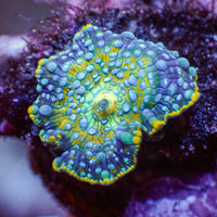 WYSIWYG Ultra Thunder Raid Discosoma Mushroom