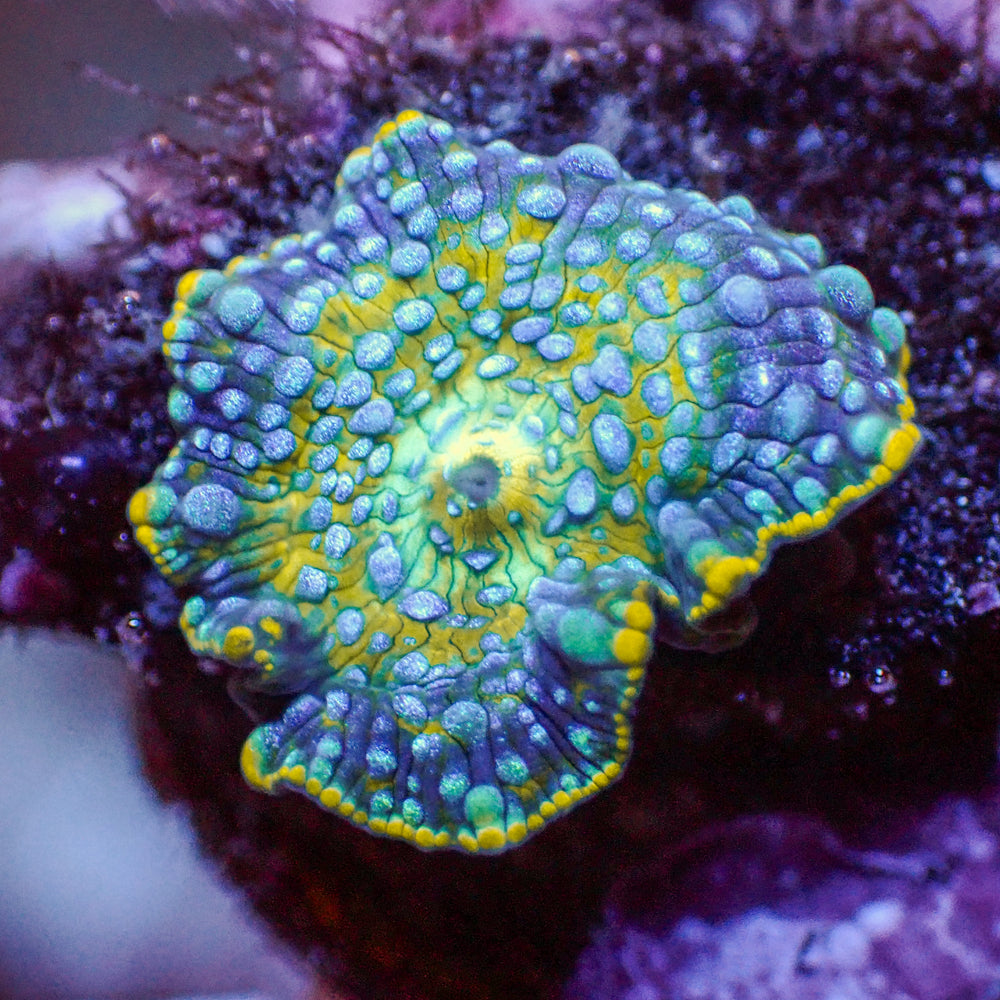 WYSIWYG Ultra Thunder Raid Discosoma Mushroom