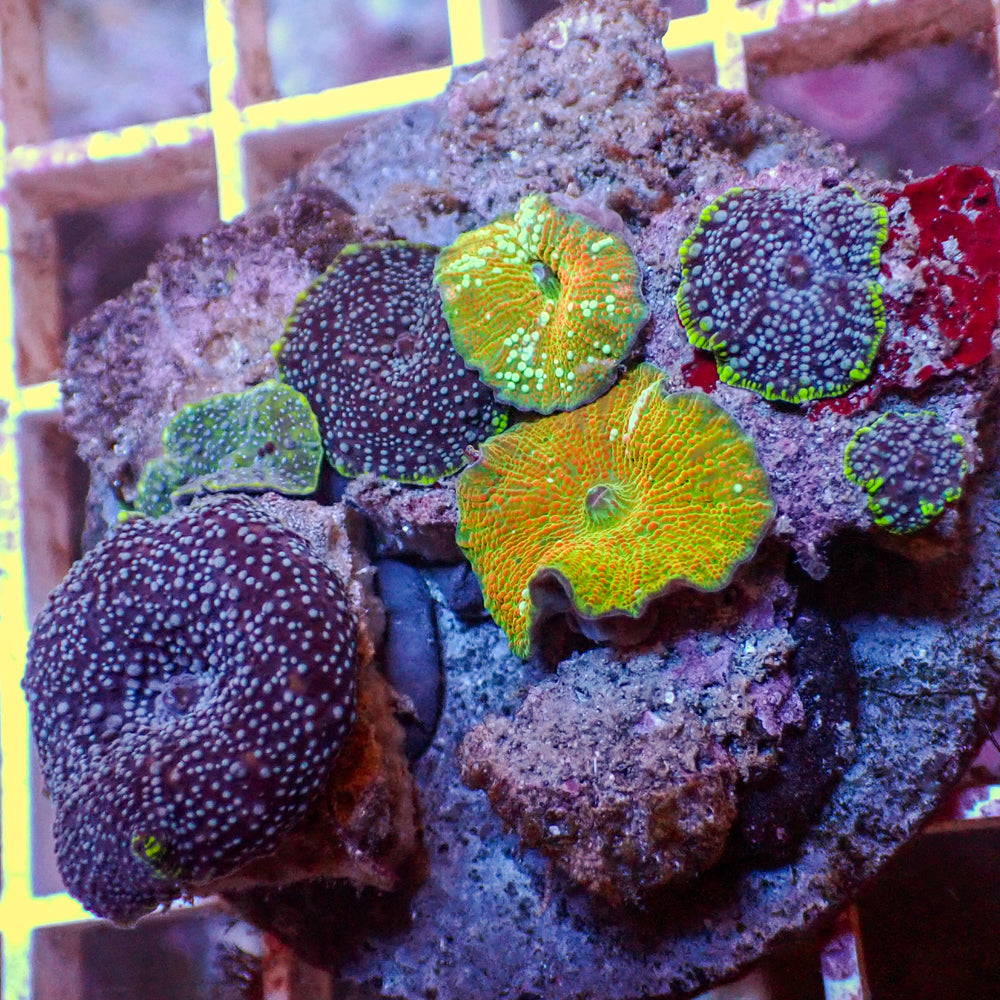 WYSIWYG Rainbow Discosoma Mushroom Combo Colony (7 Polyp)