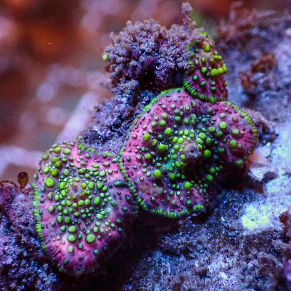 WYSIWYG Lava Lamp Discosoma Mushroom Combo (3 Polyps)