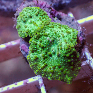 WYSIWYG Teal Spotted Green Discosoma Mushroom  Combo (2 Polyps)