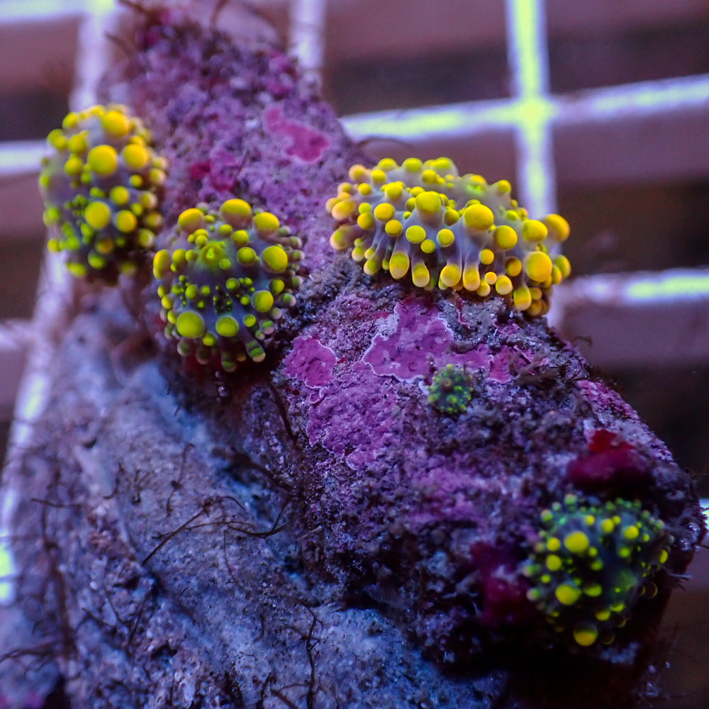 WYSIWYG Indo Electric Blue Yuma Mushroom Colony (4 Polyps)