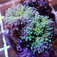 WYSIWYG Mystic Rainbow Yuma Mushroom Combo (2 Polyps)