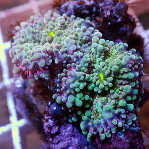 WYSIWYG Mystic Rainbow Yuma Mushroom Combo (2 Polyps)