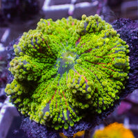 WYSIWYG Rainbow Twang Yuma Mushroom