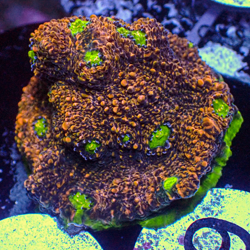 WYSIWYG Martian Green Eye Chalice (1-1.5