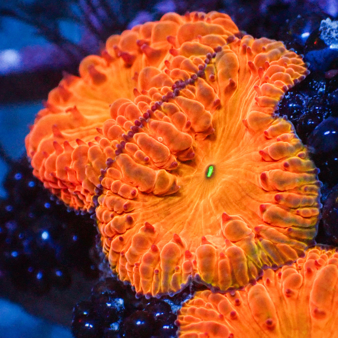Radioactive Orange Blastomussa - Corals Anonymous