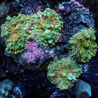 WYSIWYG Red Charm Yuma Mushroom Colony (4 Polyps)