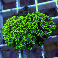 WYSIWYG Blue Eyed Goniopora (1-2")