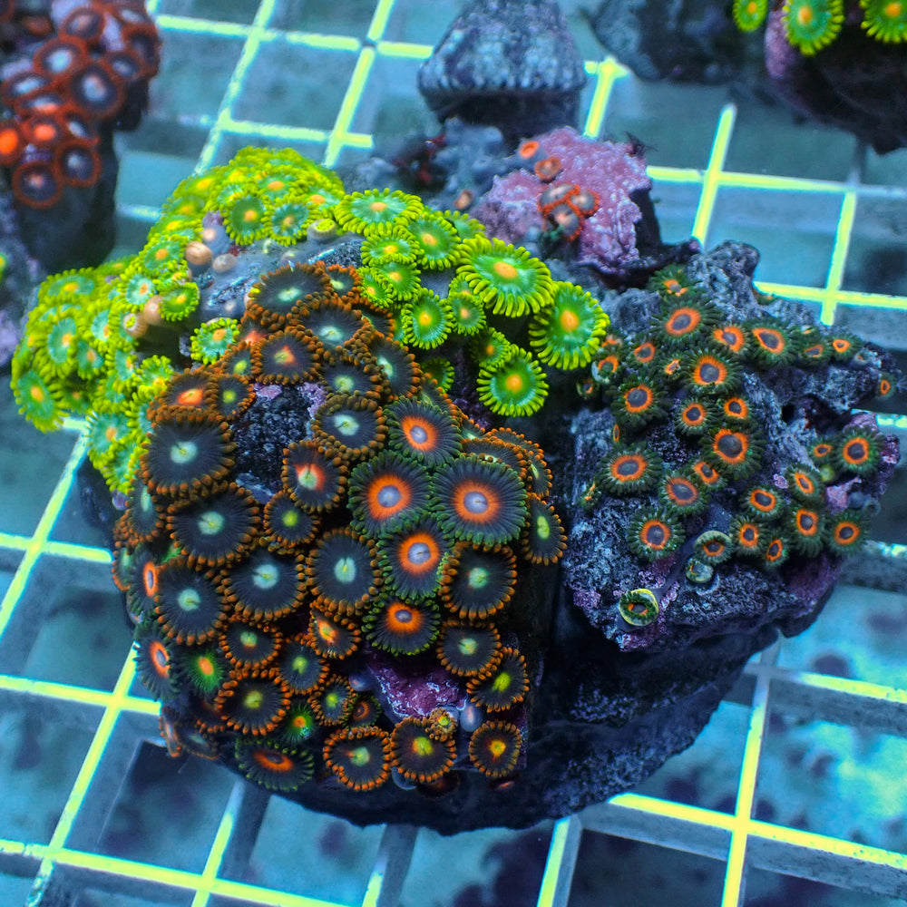 WYSIWYG Ultra Rainbow Zoa Combo Colony (100+ Polyps)