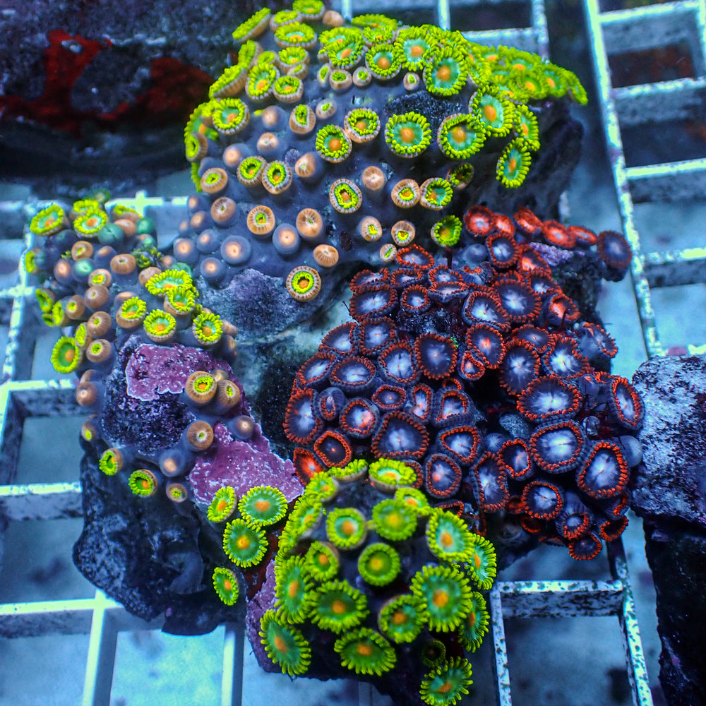 WYSIWYG Ultra Rainbow Zoa Combo Colony (150+ Polyps)