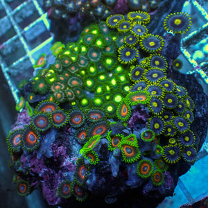 WYSIWYG Ultra Rainbow Zoa Combo Colony (100+ Polyps)