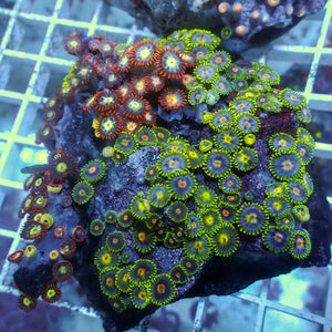 WYSIWYG Ultra Rainbow Zoa Combo Colony (100+ Polyps)