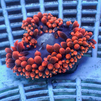 WYSIWYG CA Red Devil Bubble Tip Anemone (1-3")