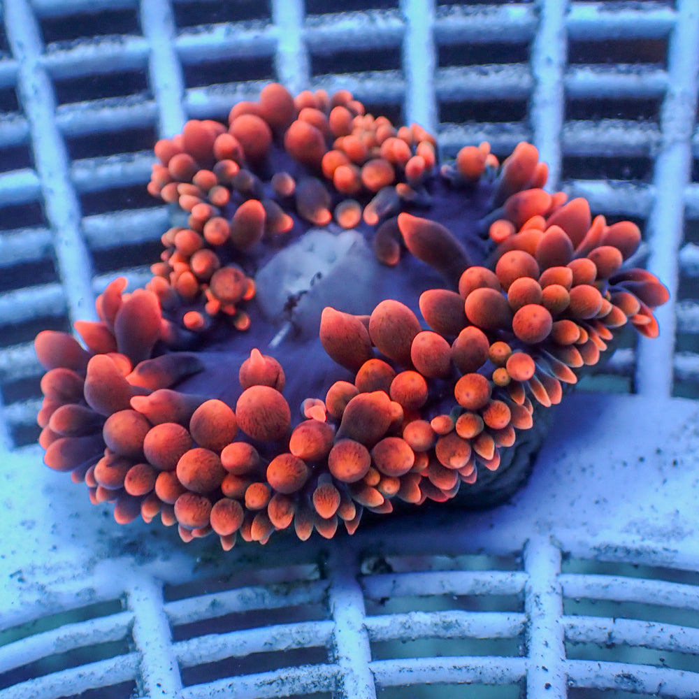 WYSIWYG CA Red Devil Bubble Tip Anemone (1-3