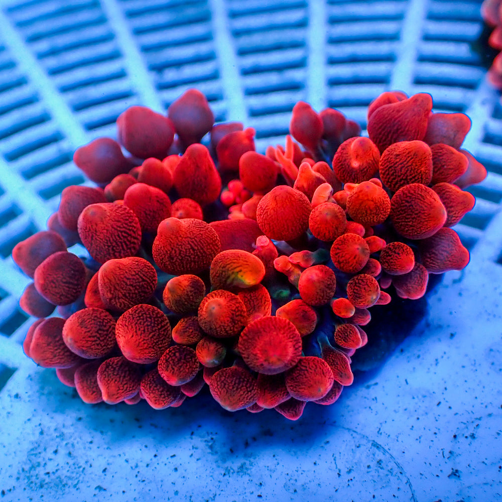 WYSIWYG CA Red Devil Bubble Tip Anemone (2-4