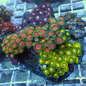 WYSIWYG Ultra Rainbow Multicolor Zoa Colony (120+ polyps)