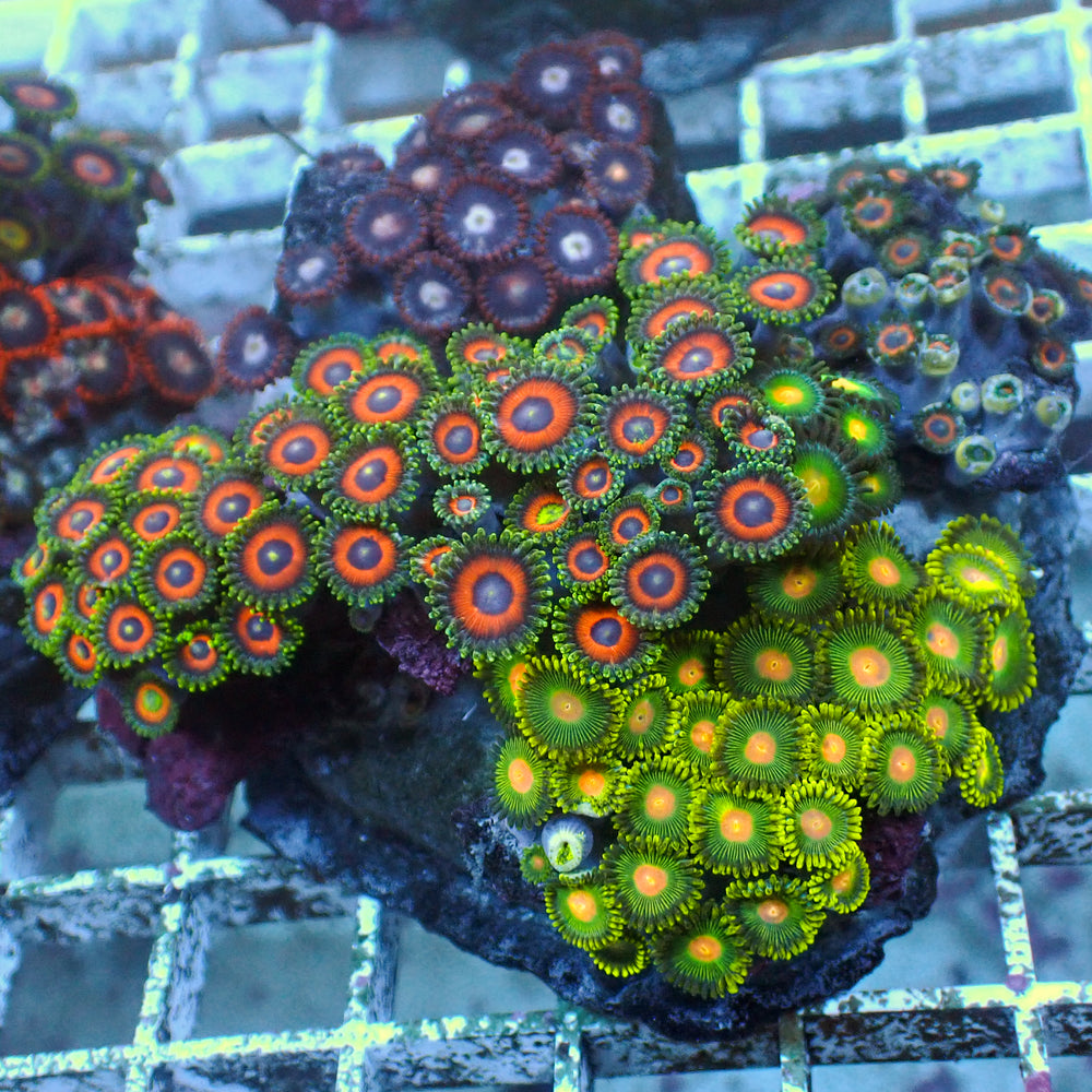 WYSIWYG Ultra Rainbow Multicolor Zoa Colony (120+ polyps)