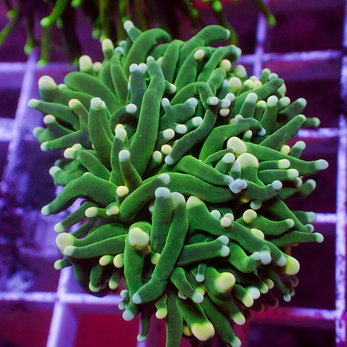 Yellow and Teal Tip Cotton Candy Torch - Corals Anonymous