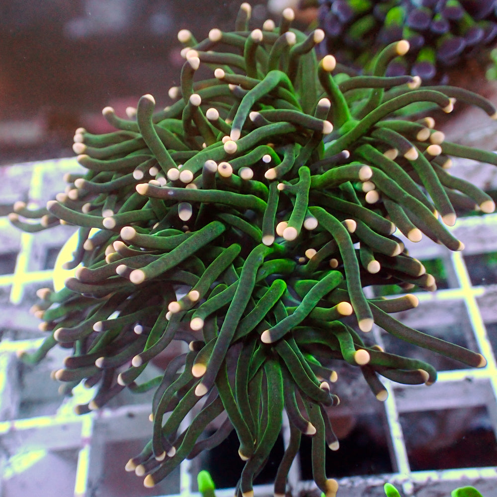 Pink Tip Green Torch
