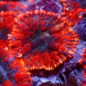 Doomsday Rhodactis Mushroom