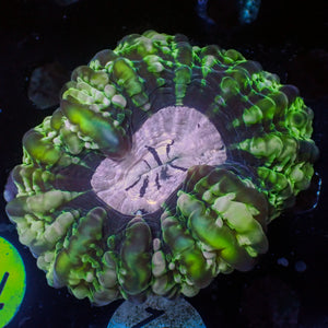WYSIWYG Limonade Ring Cynarina (3-4")
