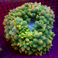 WYSIWYG Passionfruit Mania Rainbow Bubble Tip Anemone (5-7") - Corals Anonymous

