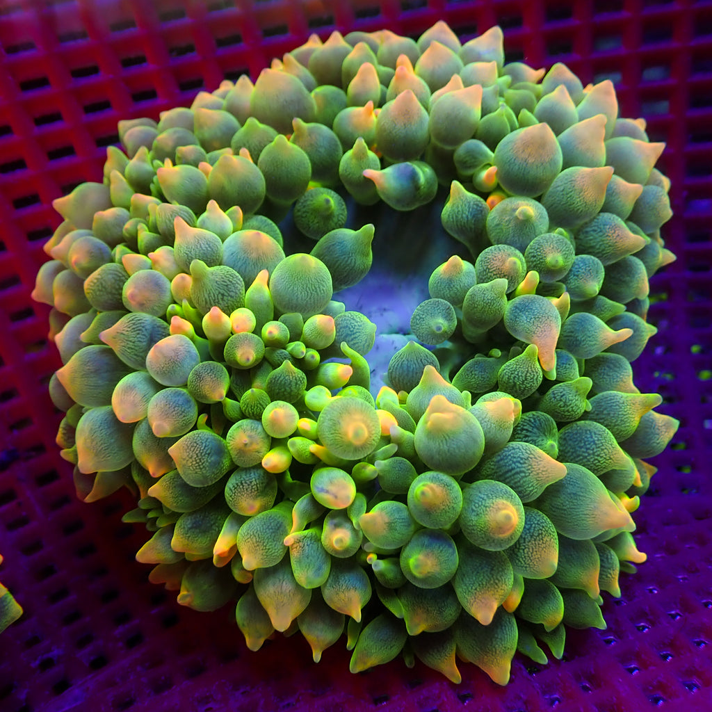 WYSIWYG Passionfruit Mania Rainbow Bubble Tip Anemone (5-7") - Corals Anonymous